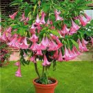 100 pcs mix colors bonsai fragrant flower dwarf brugmansia datura seeds 100 pcs mix colors bonsai fragrant flower dwarf brugmansia datura seeds