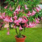 100 pcs mix colors bonsai fragrant flower dwarf brugmansia datura seeds