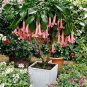 100 pcs mix colors bonsai fragrant flower dwarf brugmansia datura seeds