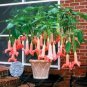 100 pcs mix colors bonsai fragrant flower dwarf brugmansia datura seeds