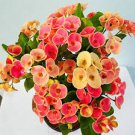 100 PCS Euphorbia Milii Hybrid Middle seeds