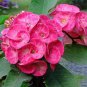 100 PCS Euphorbia Milii Hybrid Middle seeds