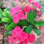 100 PCS Euphorbia Milii Hybrid Middle seeds