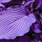 100 PCS Colorful hosta seeds