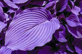 100 PCS Colorful hosta seeds