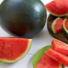 50 PCS Heirloom 'Jinke' Black Skin Red Round Seedless Watermelon Seeds