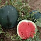 40 PCS Seeds Heirloom Black Skin Red Elliptical Seedless Watermelon Fruits