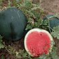 40 PCS Seeds Heirloom Black Skin Red Elliptical Seedless Watermelon Fruits