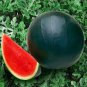 40 PCS Seeds Heirloom Black Skin Red Elliptical Seedless Watermelon Fruits