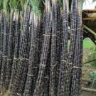 100 PCS Black Sugarcane Organic Subtropics Plant Seeds 100 PCS Black Sugarcane Organic Subtropics Plant Seeds
