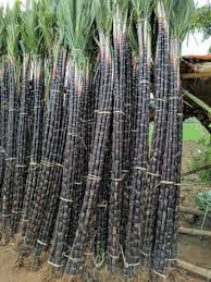 100 PCS Black Sugarcane Organic Subtropics Plant Seeds