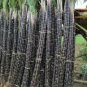 100 PCS Black Sugarcane Organic Subtropics Plant Seeds