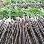 100 PCS Black Sugarcane Organic Subtropics Plant Seeds