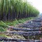 100 PCS Black Sugarcane Organic Subtropics Plant Seeds