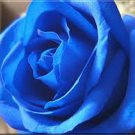 50 PCS Water Blue Rose Seeds