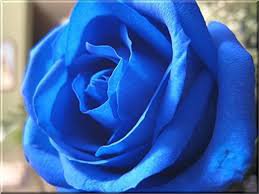 50 PCS Water Blue Rose Seeds