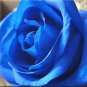 50 PCS Water Blue Rose Seeds