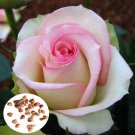50 PCS Minature Light Pink Rose Seeds 50 PCS Minature Light Pink Rose Seeds