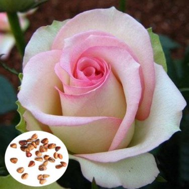 50 PCS Minature Light Pink Rose Seeds