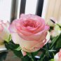 50 PCS Minature Light Pink Rose Seeds