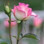 50 PCS Minature Light Pink Rose Seeds