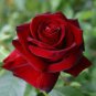 50 PCS Large Dark Red F1 Rose Flower Seeds