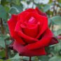 50 PCS Large Dark Red F1 Rose Flower Seeds