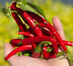 200 PCS Sichuan Red Dried Chili Seeds