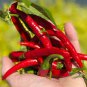 200 PCS Sichuan Red Dried Chili Seeds