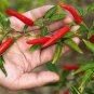 200 PCS Sichuan Red Dried Chili Seeds