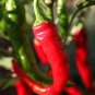 200 PCS Sichuan Red Dried Chili Seeds