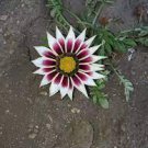 100 PCS Gazania Bonsai Multicolor Mixed Plant Beautiful Gazania Flower Garden Seeds
