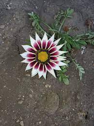 100 PCS Gazania Bonsai Multicolor Mixed Plant Beautiful Gazania Flower Garden Seeds