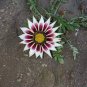 100 PCS Gazania Bonsai Multicolor Mixed Plant Beautiful Gazania Flower Garden Seeds