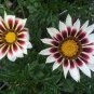 100 PCS Gazania Bonsai Multicolor Mixed Plant Beautiful Gazania Flower Garden Seeds