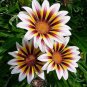 100 PCS Gazania Bonsai Multicolor Mixed Plant Beautiful Gazania Flower Garden Seeds