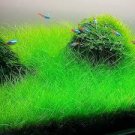100 PCS Aquarium Grass Seeds Water Aquatic Fish Tank Use 100 PCS Aquarium Grass Seeds Water Aquatic Fish Tank Use