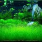100 PCS Aquarium Grass Seeds Water Aquatic Fish Tank Use