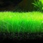 100 PCS Aquarium Grass Seeds Water Aquatic Fish Tank Use
