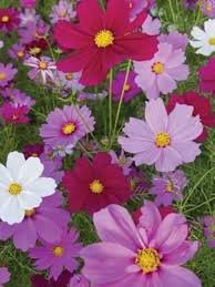 100 PCS Seeds Exotic Galsang Flower Multiple Color Perennial Rare Flore Plantas