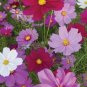 100 PCS Seeds Exotic Galsang Flower Multiple Color Perennial Rare Flore Plantas