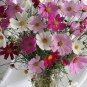 100 PCS Seeds Exotic Galsang Flower Multiple Color Perennial Rare Flore Plantas