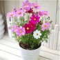 100 PCS Seeds Exotic Galsang Flower Multiple Color Perennial Rare Flore Plantas