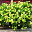 100 PCS Mini Calibrchoa Million Bells Annual Flower Bonsai Seeds