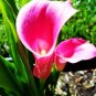 100 pcs SeedsCalla Lily - Zantedeschia aethiopica Flower semillas sementes