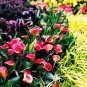 100 pcs SeedsCalla Lily - Zantedeschia aethiopica Flower semillas sementes