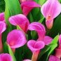 100 pcs SeedsCalla Lily - Zantedeschia aethiopica Flower semillas sementes