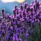 100 PCS Seeds French Provence Lavender Bonsai Very Fragrant Organic Lavender Plant 100 PCS Seeds French Provence Lavender Bonsai Very Fragrant Organic Lavender Plant