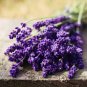 100 PCS Seeds French Provence Lavender Bonsai Very Fragrant Organic Lavender Plant