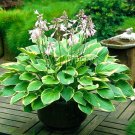 100 PCS Seeds Colorful hosta Flores Indoor Bonsai Flower plantas Coleus Genus Planting Potted 100 PCS Seeds Colorful hosta Flores Indoor Bonsai Flower plantas Coleus Genus Planting Potted